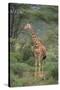 Giraffe Protecting Her Young from Predation-DLILLC-Stretched Canvas