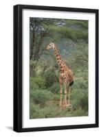 Giraffe Protecting Her Young from Predation-DLILLC-Framed Premium Photographic Print