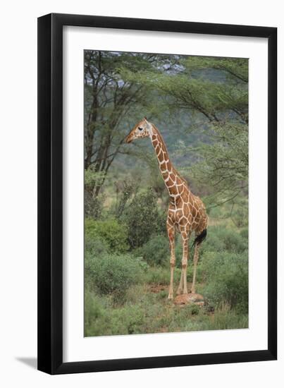 Giraffe Protecting Her Young from Predation-DLILLC-Framed Premium Photographic Print