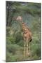 Giraffe Protecting Her Young from Predation-DLILLC-Mounted Premium Photographic Print