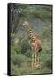 Giraffe Protecting Her Young from Predation-DLILLC-Framed Stretched Canvas