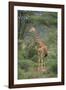 Giraffe Protecting Her Young from Predation-DLILLC-Framed Photographic Print