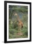 Giraffe Protecting Her Young from Predation-DLILLC-Framed Photographic Print