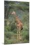 Giraffe Protecting Her Young from Predation-DLILLC-Mounted Photographic Print