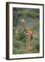 Giraffe Protecting Her Young from Predation-DLILLC-Framed Photographic Print