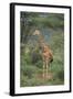 Giraffe Protecting Her Young from Predation-DLILLC-Framed Photographic Print