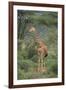 Giraffe Protecting Her Young from Predation-DLILLC-Framed Photographic Print