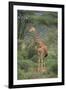 Giraffe Protecting Her Young from Predation-DLILLC-Framed Photographic Print