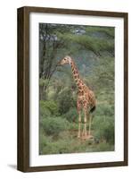 Giraffe Protecting Her Young from Predation-DLILLC-Framed Photographic Print