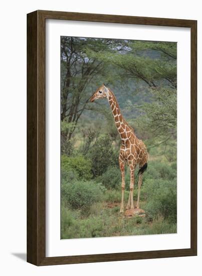 Giraffe Protecting Her Young from Predation-DLILLC-Framed Photographic Print