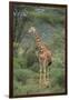 Giraffe Protecting Her Young from Predation-DLILLC-Framed Photographic Print