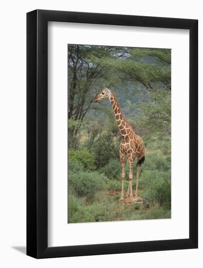 Giraffe Protecting Her Young from Predation-DLILLC-Framed Photographic Print