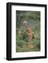 Giraffe Protecting Her Young from Predation-DLILLC-Framed Photographic Print