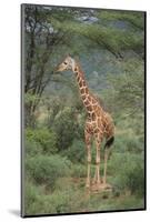 Giraffe Protecting Her Young from Predation-DLILLC-Mounted Photographic Print