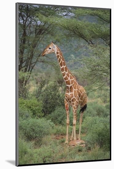 Giraffe Protecting Her Young from Predation-DLILLC-Mounted Photographic Print