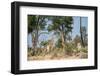 Giraffe Reaching for Food in Tree Botswana Africa-Sheila Haddad-Framed Photographic Print