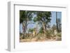 Giraffe Reaching for Food in Tree Botswana Africa-Sheila Haddad-Framed Photographic Print