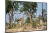 Giraffe Reaching for Food in Tree Botswana Africa-Sheila Haddad-Mounted Photographic Print