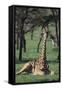 Giraffe Resting in the Grass-DLILLC-Framed Stretched Canvas