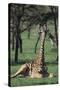 Giraffe Resting in the Grass-DLILLC-Stretched Canvas