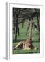 Giraffe Resting in the Grass-DLILLC-Framed Photographic Print