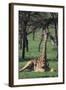 Giraffe Resting in the Grass-DLILLC-Framed Photographic Print