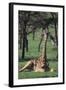 Giraffe Resting in the Grass-DLILLC-Framed Photographic Print