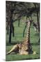 Giraffe Resting in the Grass-DLILLC-Mounted Photographic Print