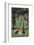 Giraffe Resting in the Grass-DLILLC-Framed Photographic Print