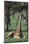 Giraffe Resting in the Grass-DLILLC-Mounted Photographic Print