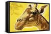 Giraffe's Head-Angus Mcbride-Framed Stretched Canvas