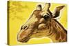 Giraffe's Head-Angus Mcbride-Stretched Canvas