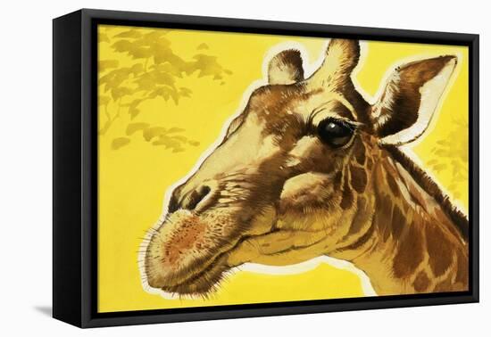 Giraffe's Head-Angus Mcbride-Framed Stretched Canvas