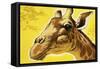 Giraffe's Head-Angus Mcbride-Framed Stretched Canvas