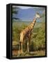 Giraffe, Samburu National Reserve, Kenya-Robert Harding-Framed Stretched Canvas