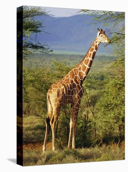 Giraffe, Samburu National Reserve, Kenya-Robert Harding-Stretched Canvas