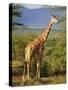 Giraffe, Samburu National Reserve, Kenya-Robert Harding-Stretched Canvas