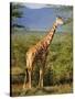 Giraffe, Samburu National Reserve, Kenya-Robert Harding-Stretched Canvas