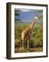 Giraffe, Samburu National Reserve, Kenya-Robert Harding-Framed Photographic Print