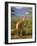 Giraffe, Samburu National Reserve, Kenya-Robert Harding-Framed Photographic Print