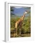 Giraffe, Samburu National Reserve, Kenya-Robert Harding-Framed Photographic Print