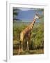 Giraffe, Samburu National Reserve, Kenya-Robert Harding-Framed Photographic Print