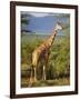 Giraffe, Samburu National Reserve, Kenya-Robert Harding-Framed Photographic Print