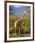 Giraffe, Samburu National Reserve, Kenya-Robert Harding-Framed Photographic Print