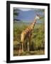 Giraffe, Samburu National Reserve, Kenya-Robert Harding-Framed Photographic Print