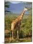 Giraffe, Samburu National Reserve, Kenya-Robert Harding-Mounted Photographic Print