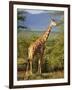 Giraffe, Samburu National Reserve, Kenya-Robert Harding-Framed Photographic Print