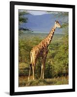 Giraffe, Samburu National Reserve, Kenya-Robert Harding-Framed Photographic Print