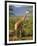 Giraffe, Samburu National Reserve, Kenya-Robert Harding-Framed Photographic Print