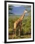 Giraffe, Samburu National Reserve, Kenya-Robert Harding-Framed Photographic Print